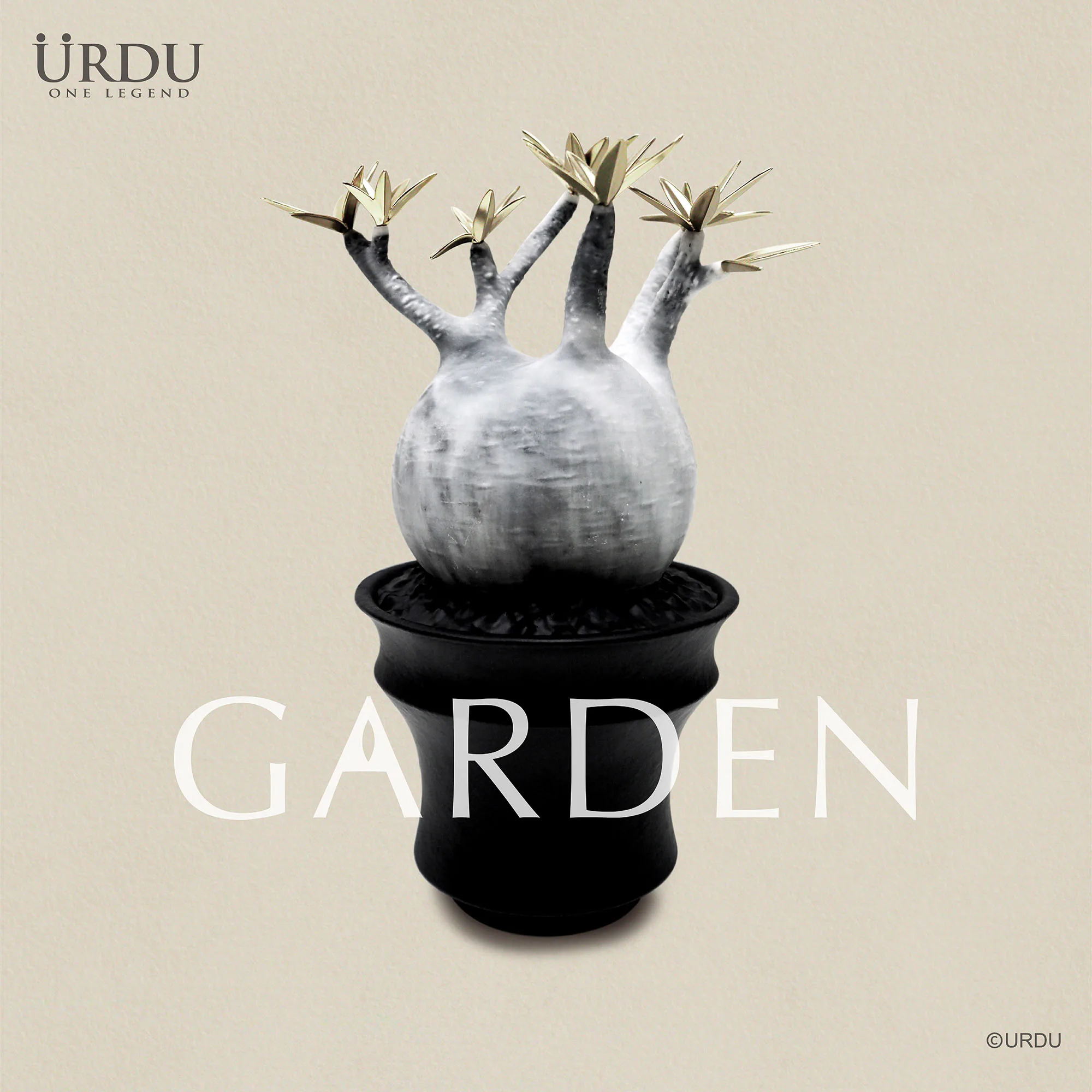 URDU GARDEN CAUDEX PLANT SERIES - PACHYPODIUM GRACILIUS (MOON VERSION)