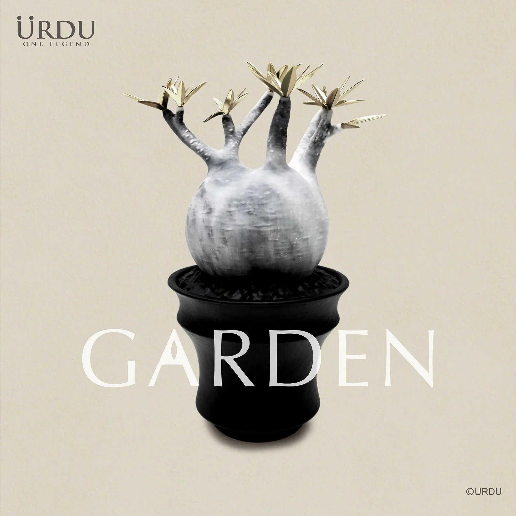 URDU GARDEN CAUDEX PLANT SERIES - PACHYPODIUM GRACILIUS (MOON VERSION)